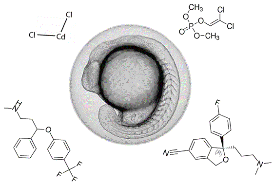 zebrafish embryo drawing